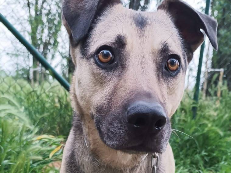Adotta un cane, taglia media, maschio, Brescia