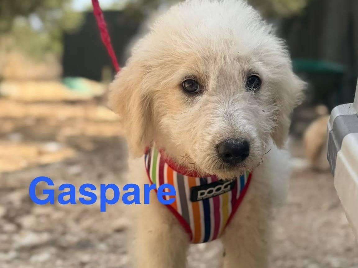 Adotta un cane, maschio, 2 mesi, Lecce