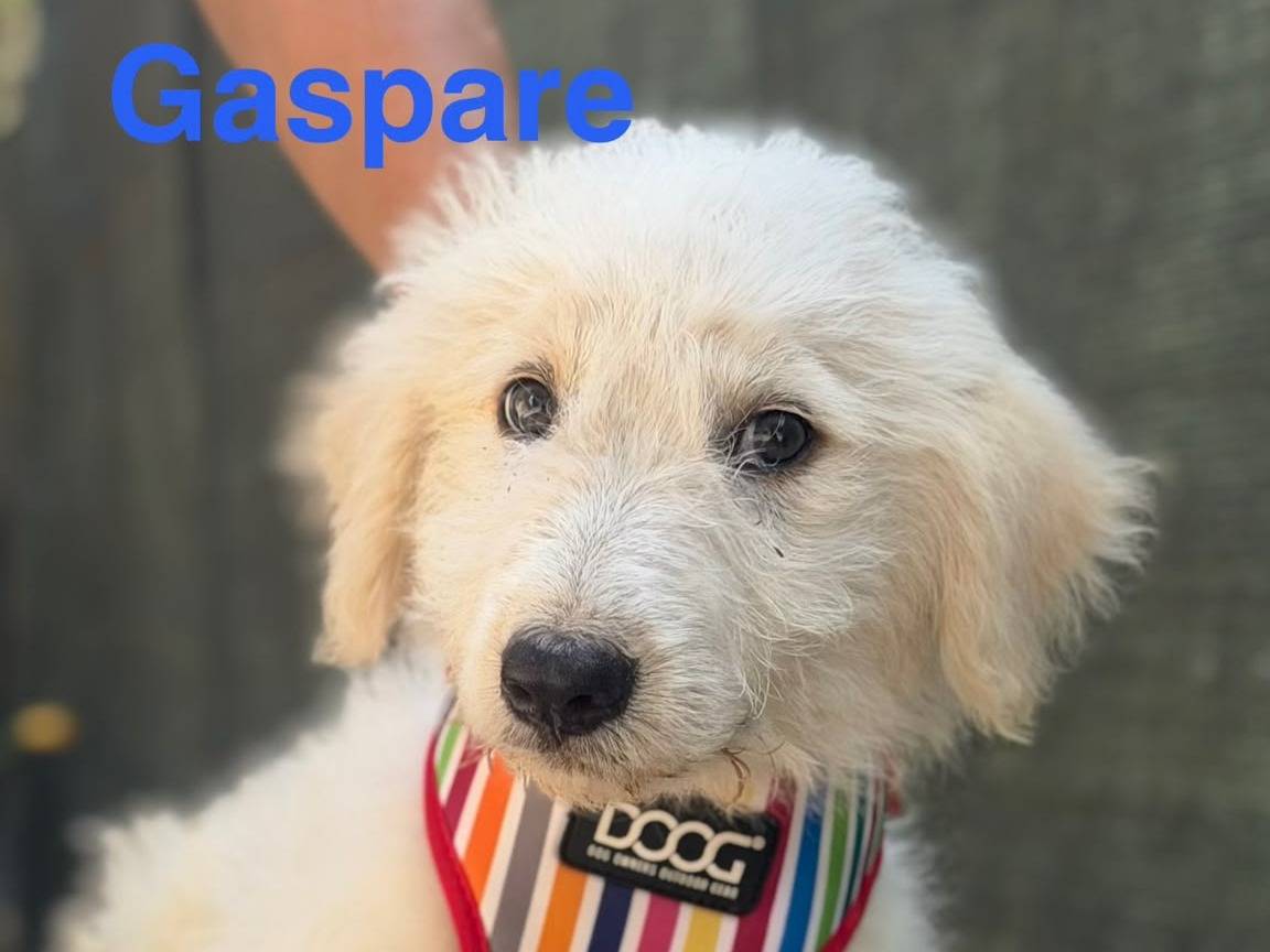 Adotta un cane, taglia grande, maschio, Lecce