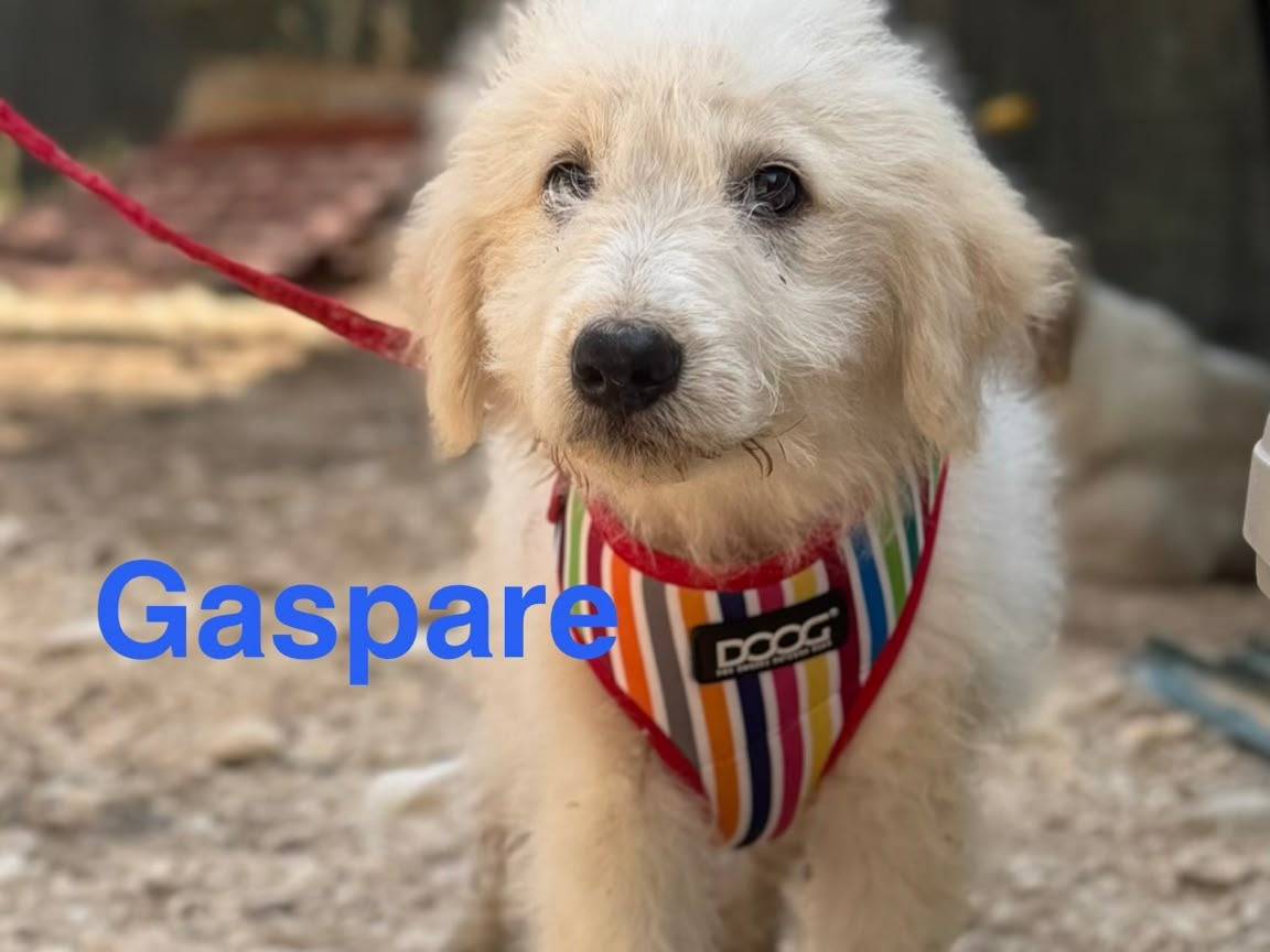 Vuoi adottare un cane a Lecce?