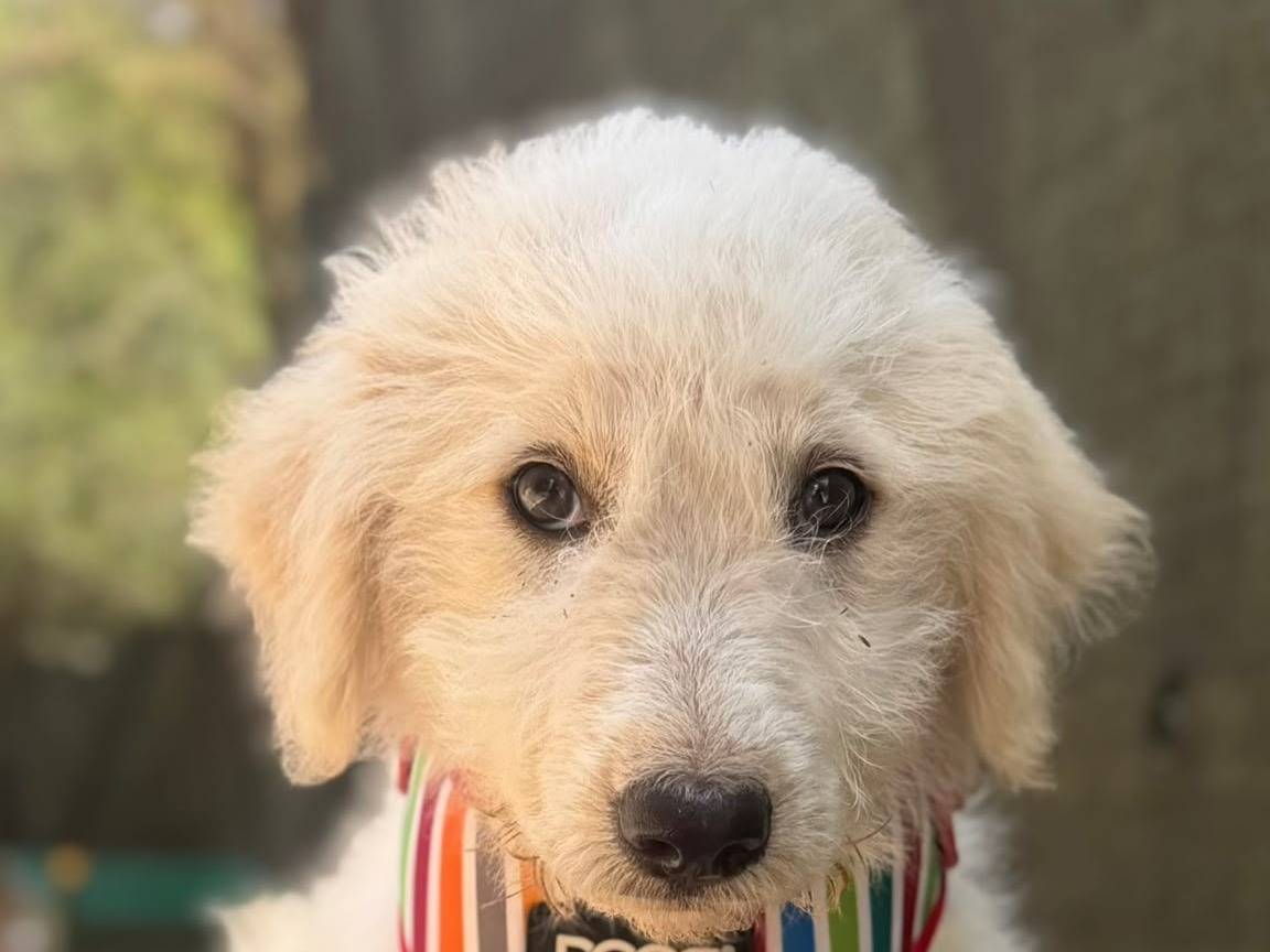 Adotta il cane Gaspare a Lecce