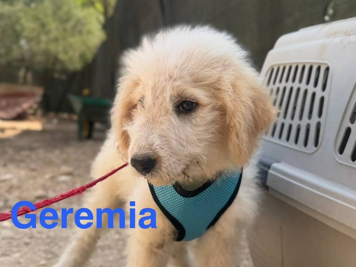 Vuoi adottare un cane a Lecce?