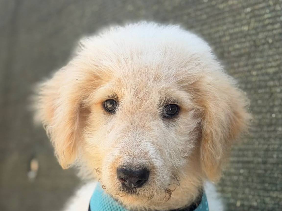 Adotta il cane Geremia a Lecce