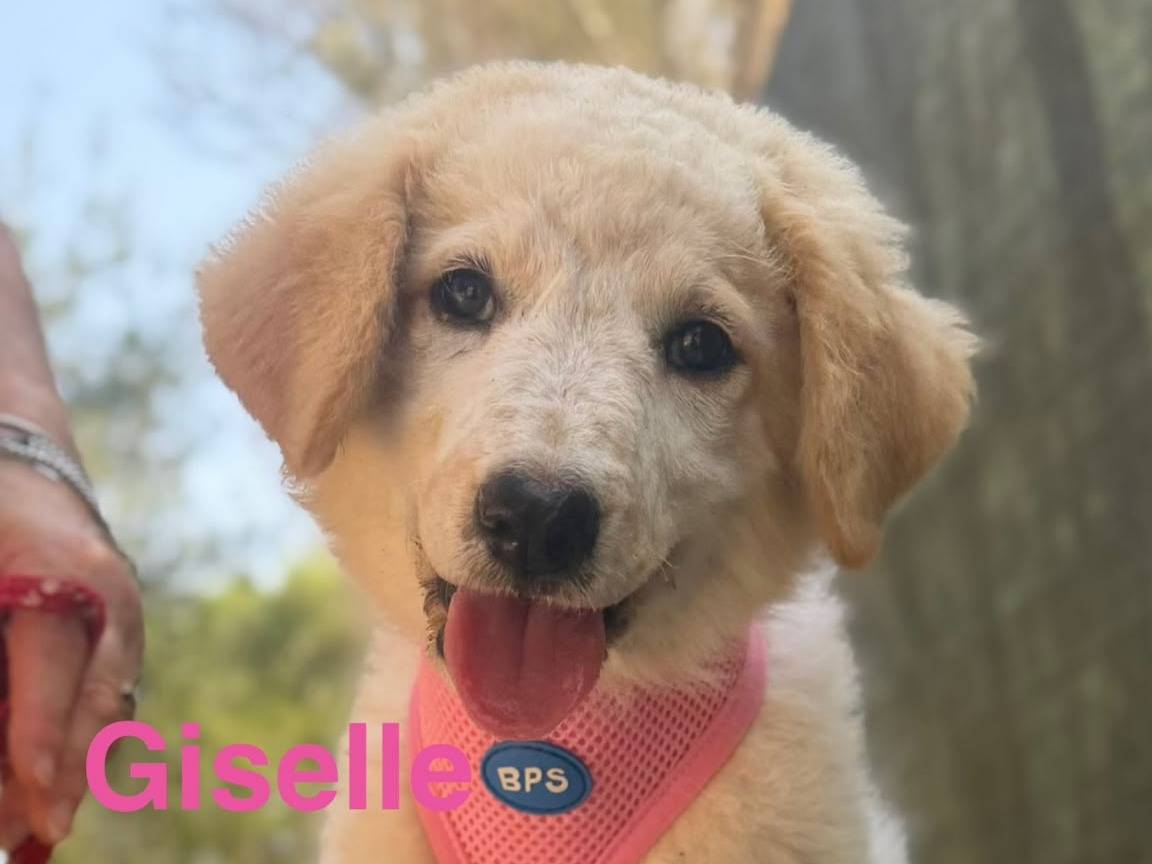 Adozione cane, femmina, Pastore maremmano Spinone, 2 mesi, taglia media, Lecce