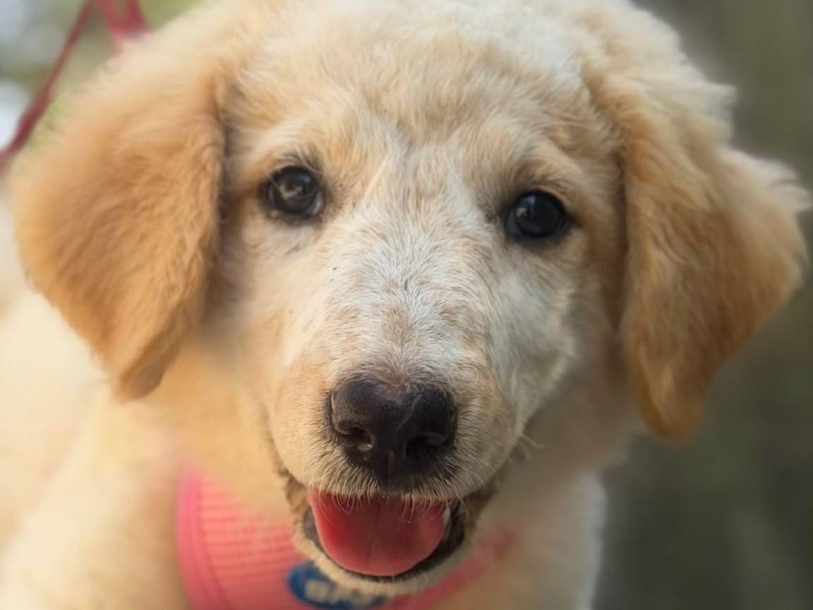 Adotta un cane, femmina, 2 mesi, Lecce