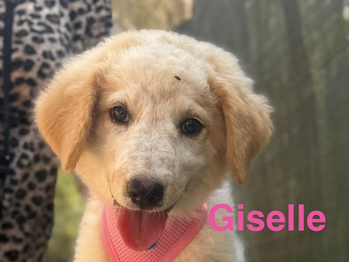 Adotta un cane, taglia media, femmina, Lecce