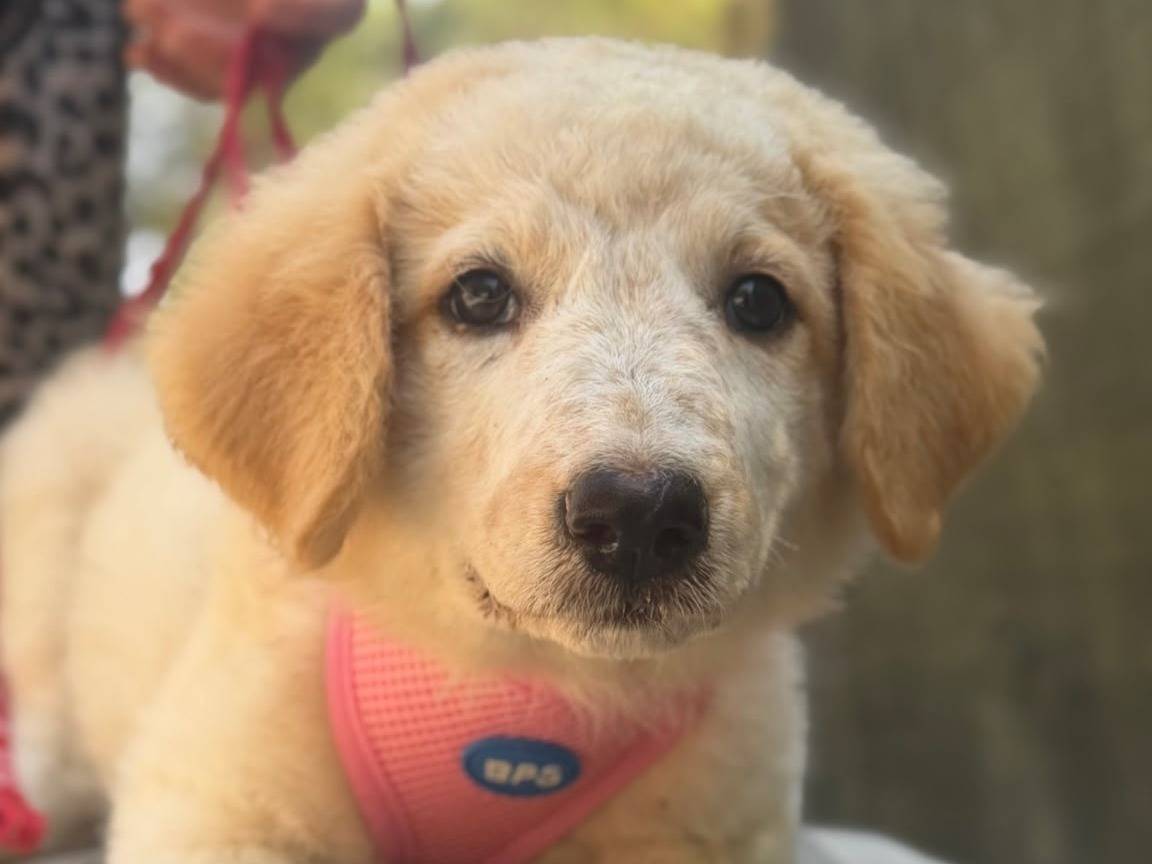 Vuoi adottare un cane a Lecce?