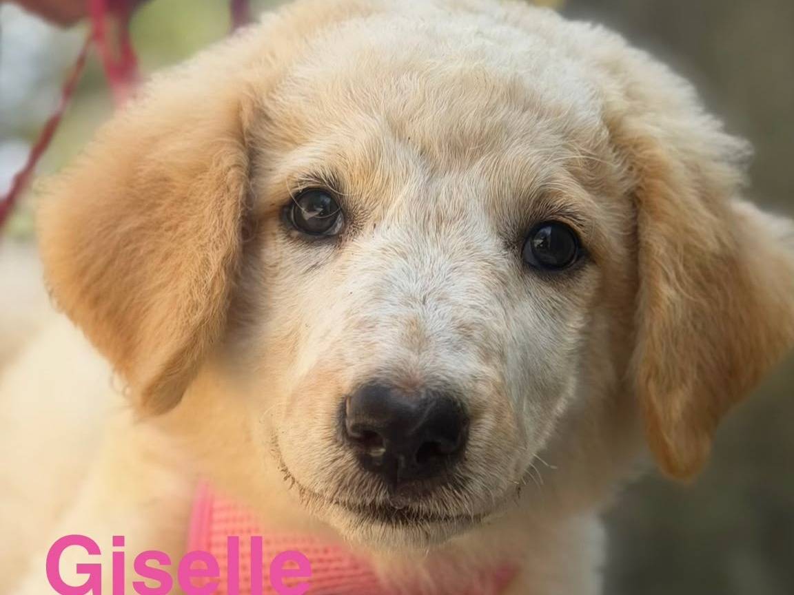 Adotta il cane Giselle a Lecce