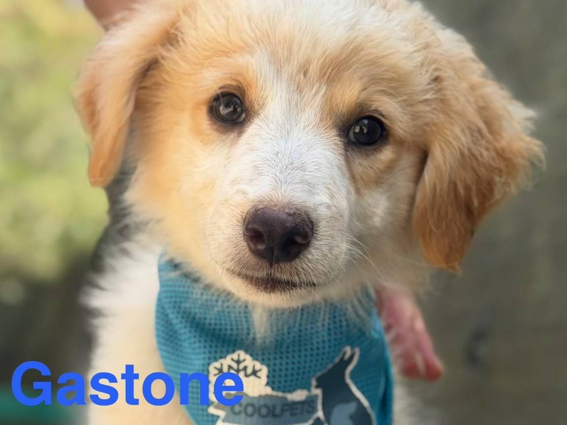 Adozione cane, maschio, Pastore maremmano Spinone, 2 mesi, taglia grande, Lecce