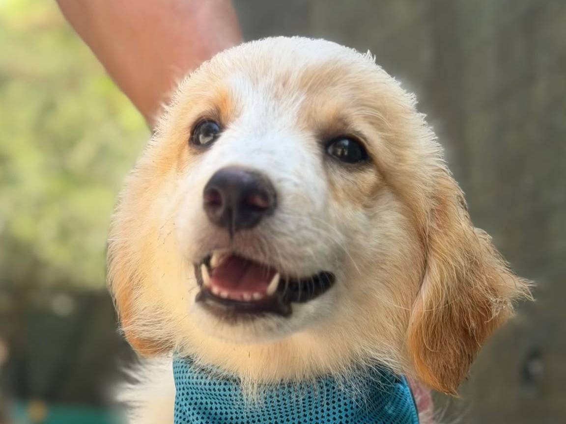 Adotta un cane, maschio, 2 mesi, Lecce