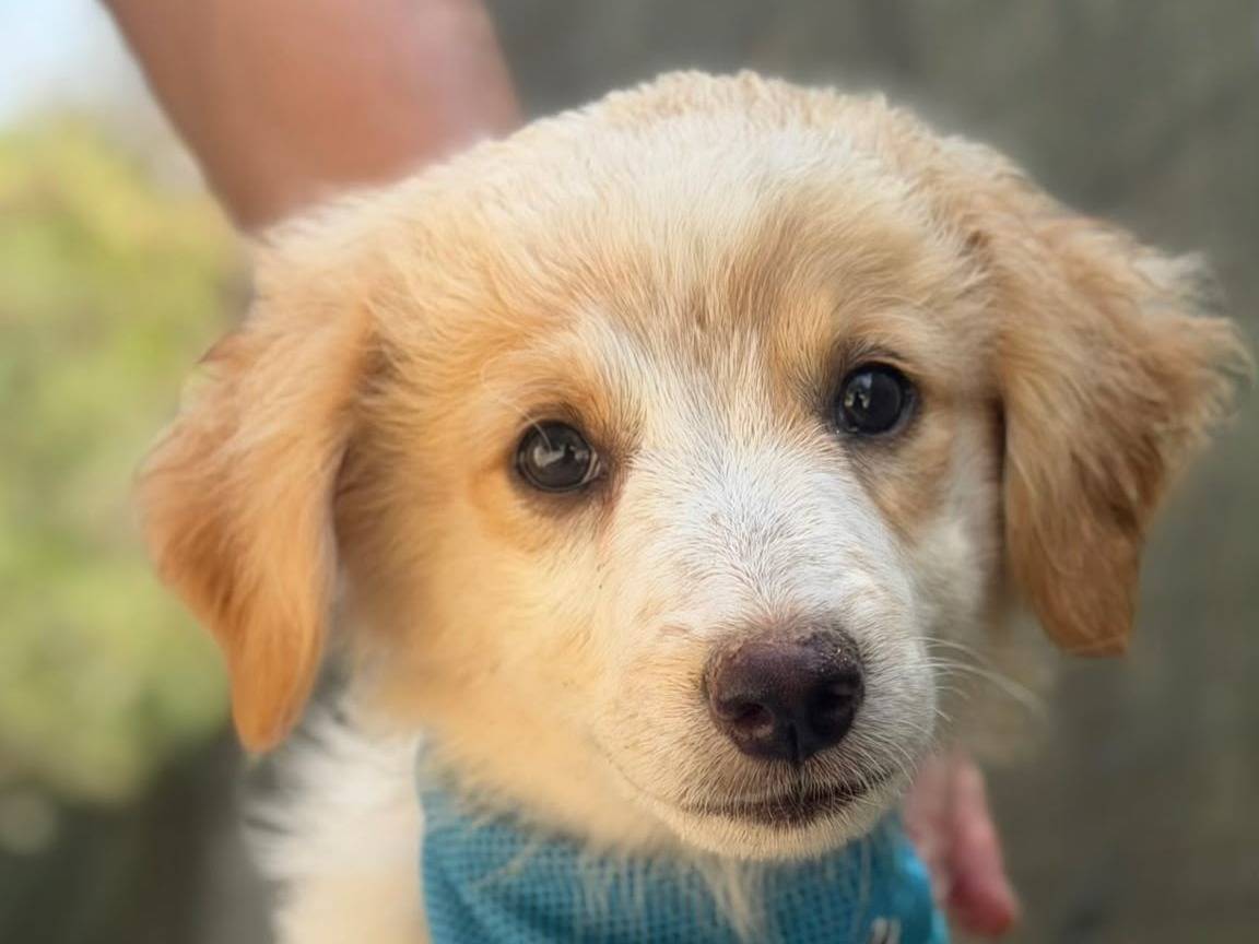 Adotta un cane, taglia grande, maschio, Lecce