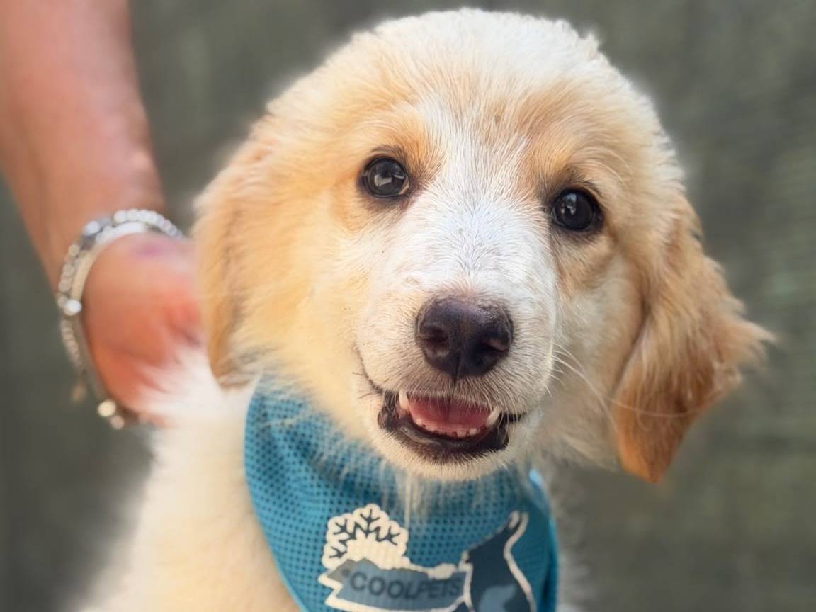 Vuoi adottare un cane a Lecce?