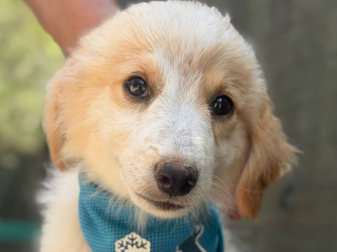 Adotta il cane Gastone a Lecce
