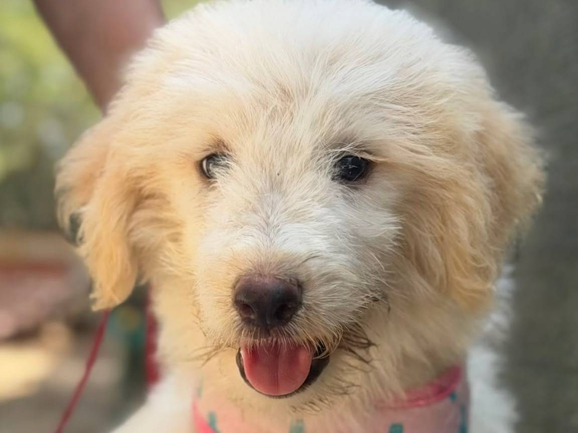 Adozione cane, femmina, Pastore maremmano Spinone, 2 mesi, taglia media, Lecce