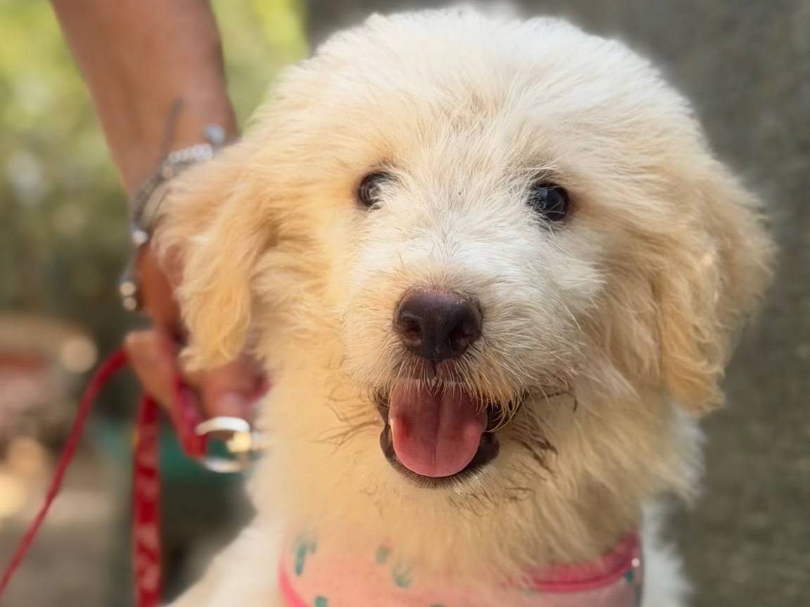 Adotta un cane, femmina, 2 mesi, Lecce