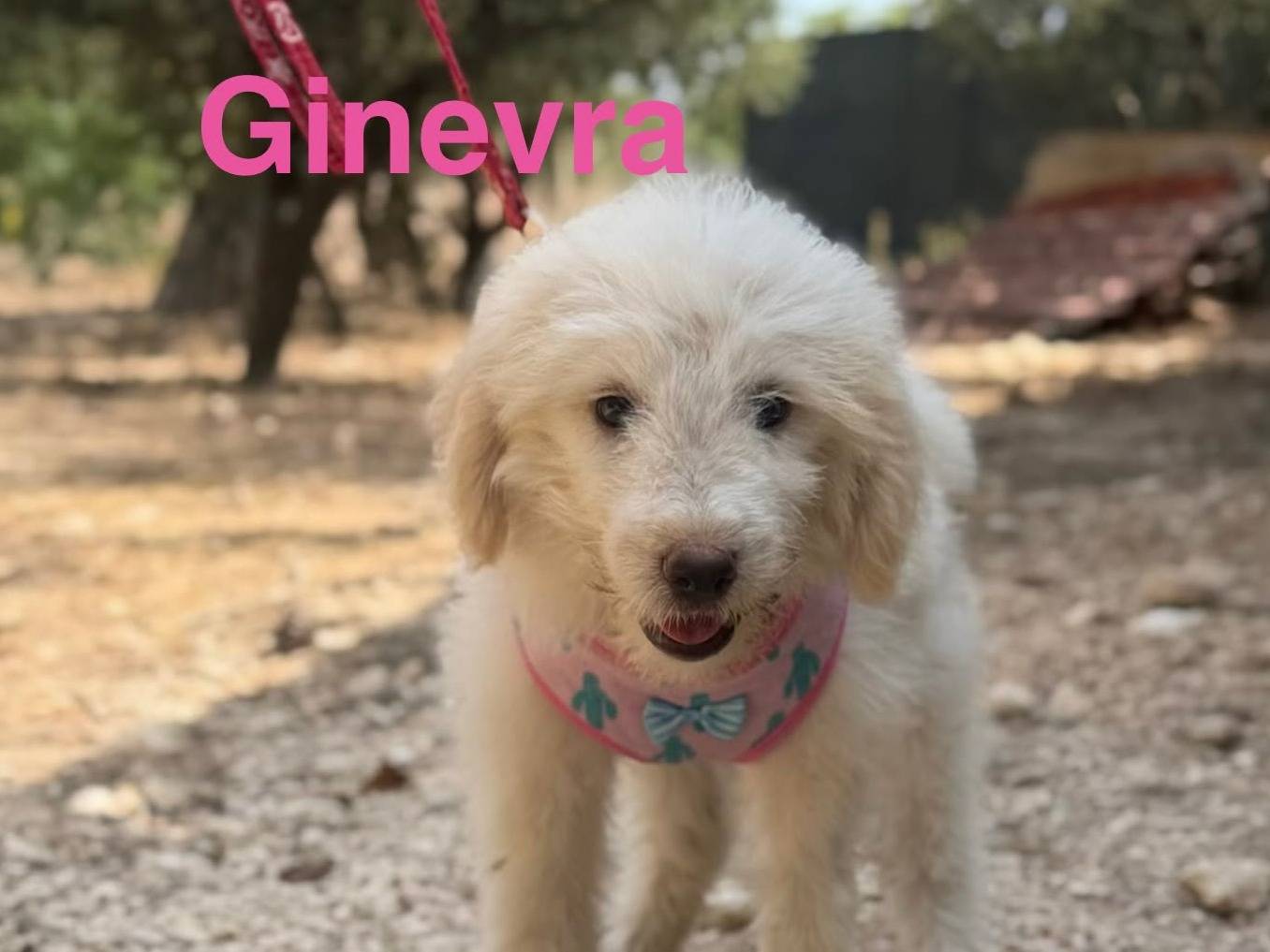 Adotta un cane, taglia media, femmina, Lecce