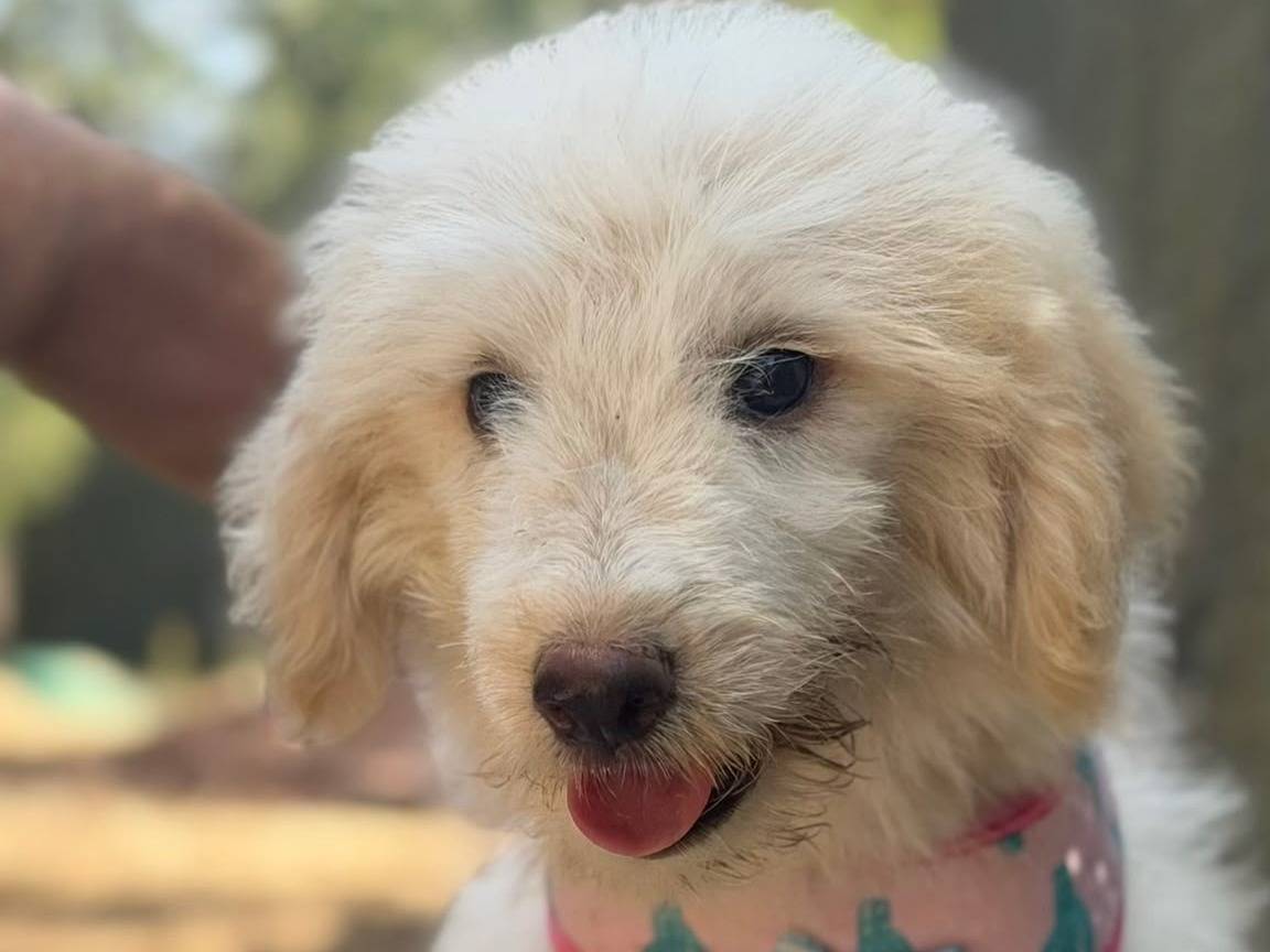 Vuoi adottare un cane a Lecce?