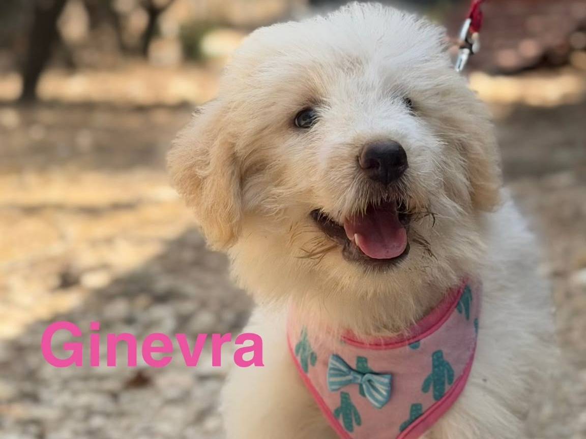Adotta il cane Ginevra a Lecce