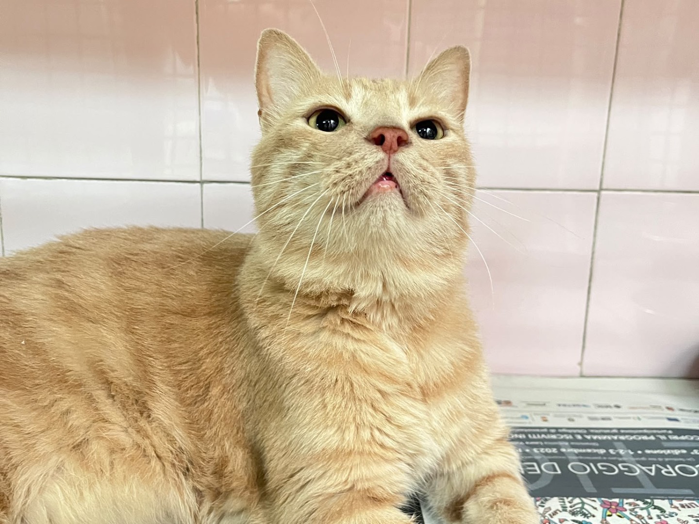 Adozione gatto, maschio, Razza sconosciuta Razza sconosciuta, 6 anni e 1 mese, taglia non valida, Milano