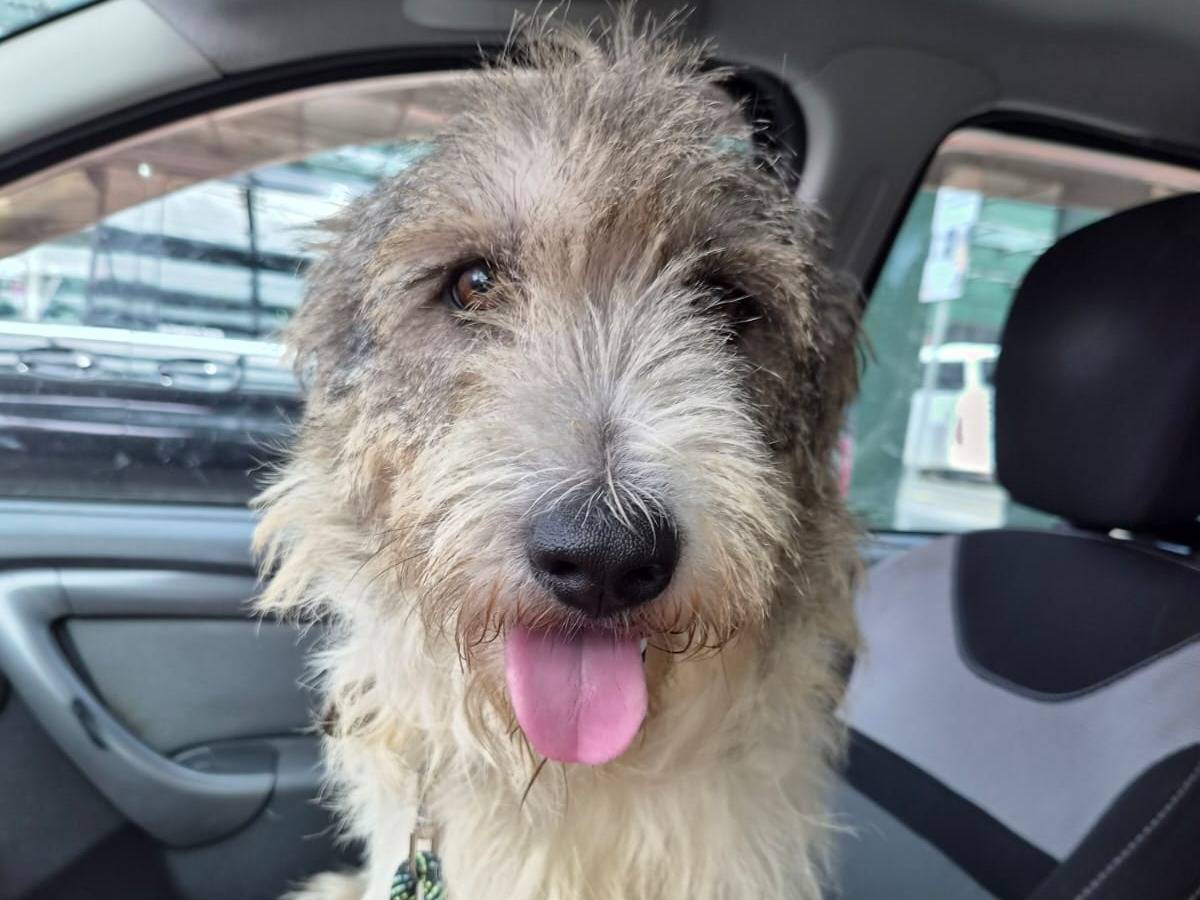 Adozione cane, femmina, Razza sconosciuta Razza sconosciuta, 2 anni e 3 mesi, taglia media, Milano