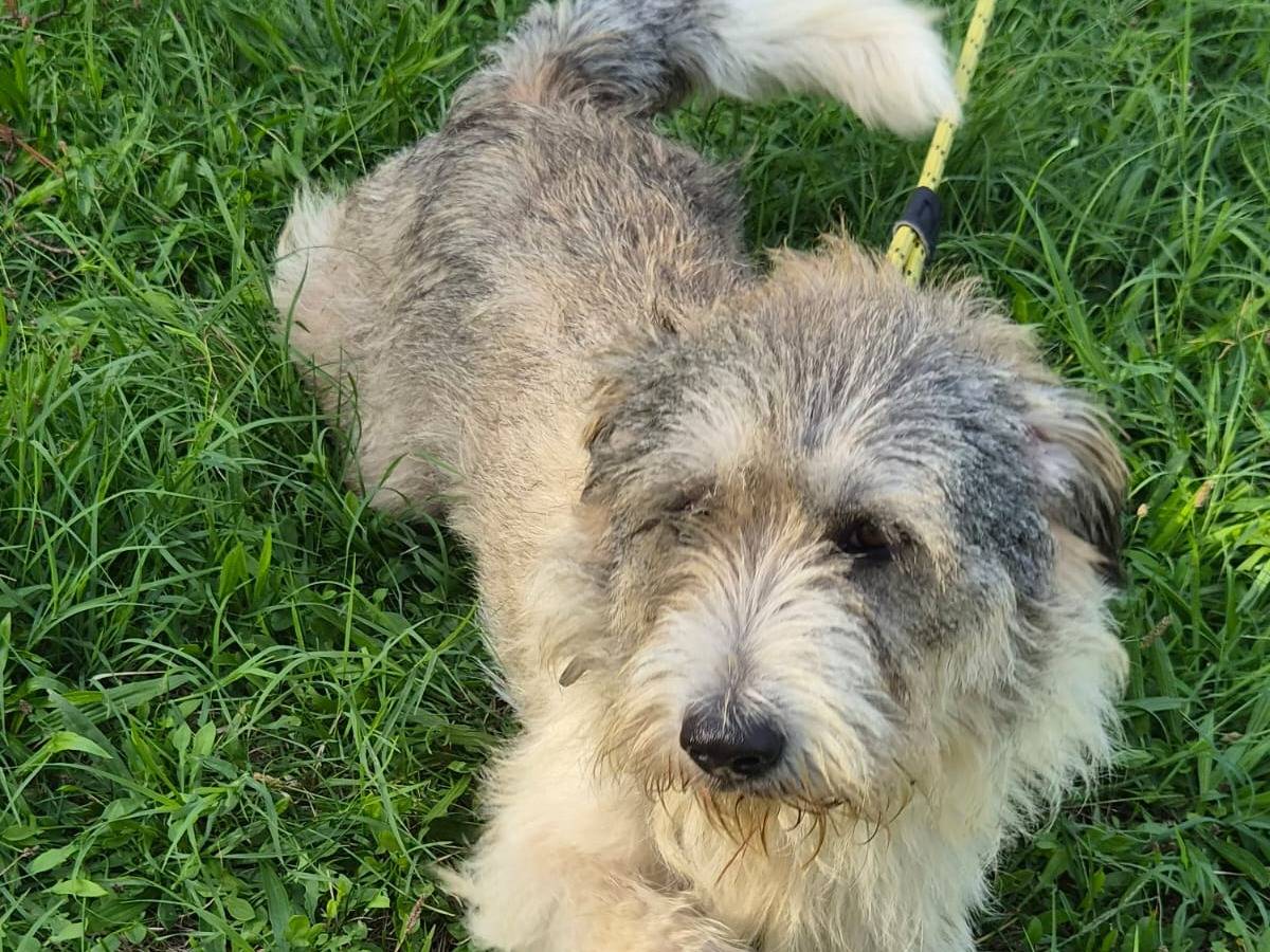 Adotta un cane, femmina, 2 anni e 3 mesi, Milano