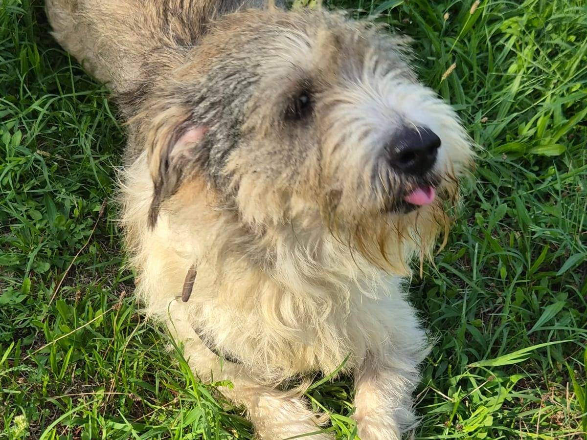 Adotta un cane, taglia media, femmina, Milano