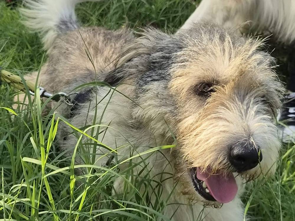 Vuoi adottare un cane a Milano?