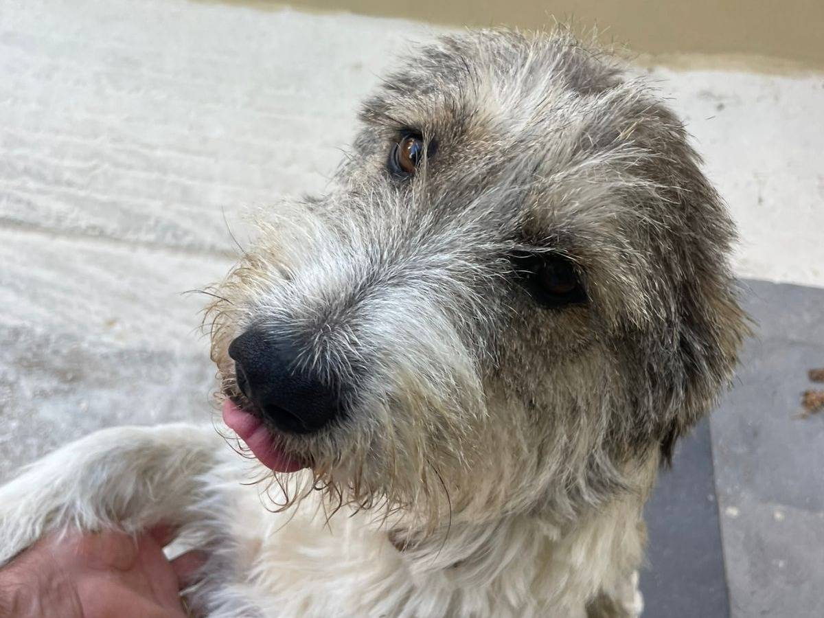 Adotta il cane Blue a Milano