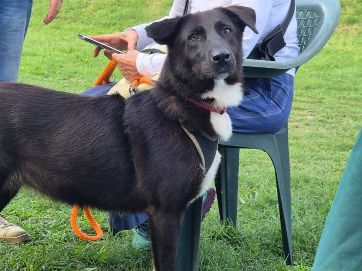 Adozione cane, femmina, Labrador Retriever Razza sconosciuta, 5 anni e 3 mesi, taglia media, Milano