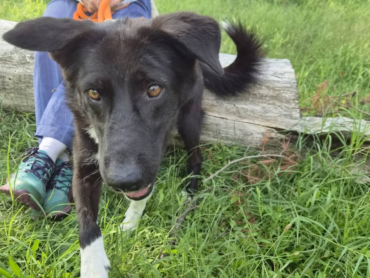 Adotta un cane, femmina, 5 anni e 3 mesi, Milano