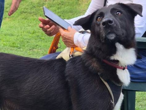 Adotta un cane, taglia media, femmina, Milano