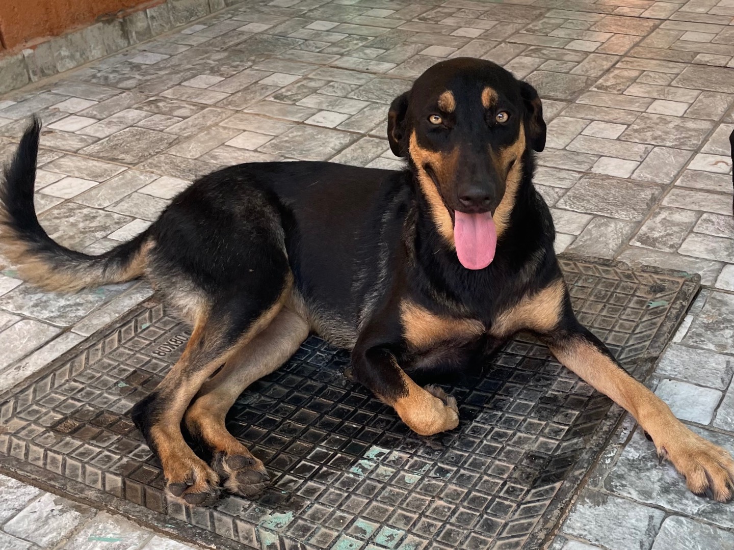 Adozione cane, femmina, Razza sconosciuta Razza sconosciuta, 1 anno e 7 mesi, taglia media, Vicenza