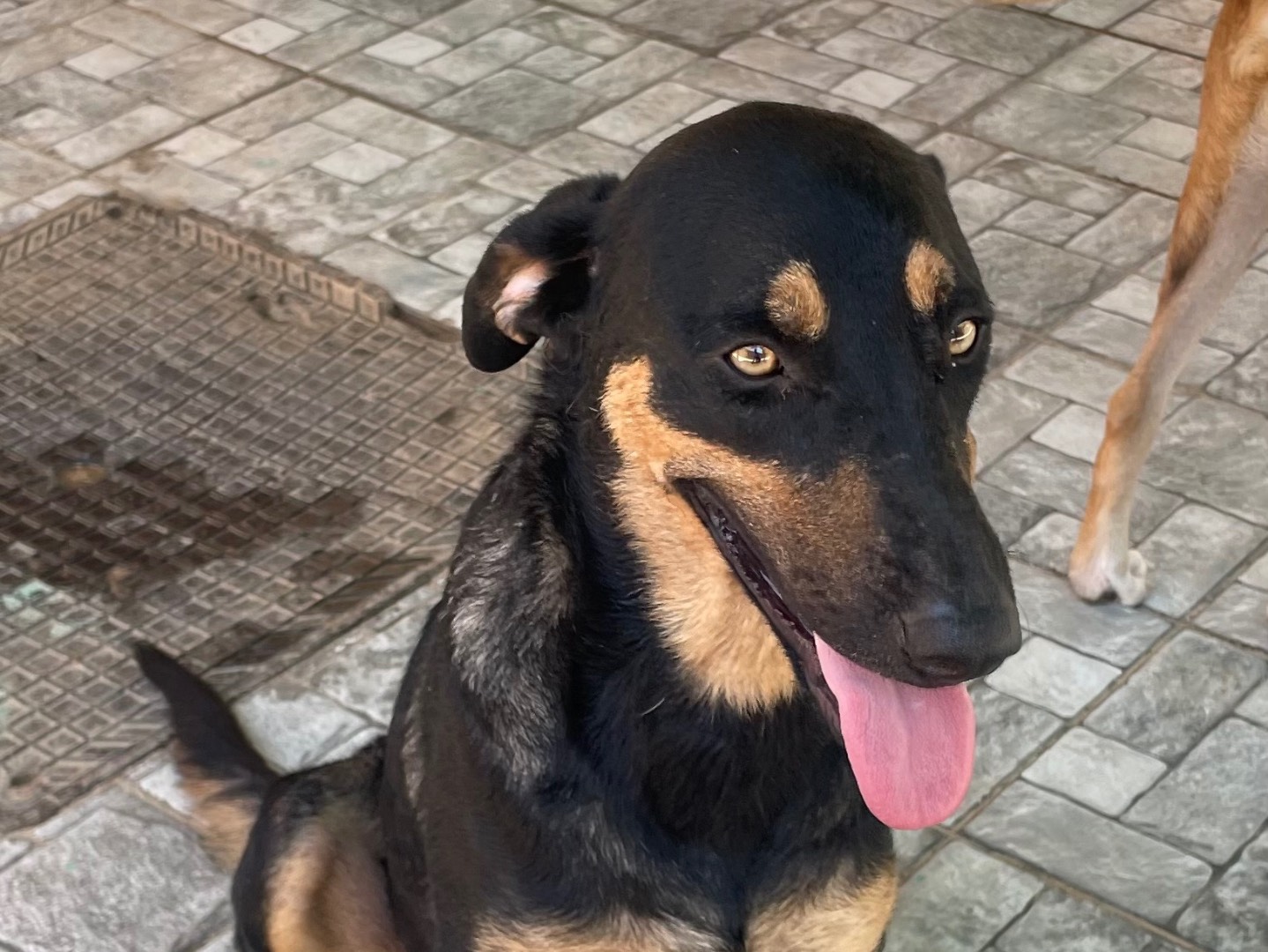 Adotta un cane, femmina, 1 anno e 7 mesi, Vicenza