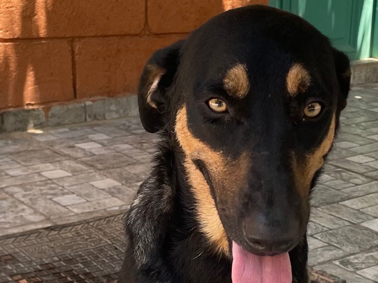 Adotta un cane, taglia media, femmina, Vicenza