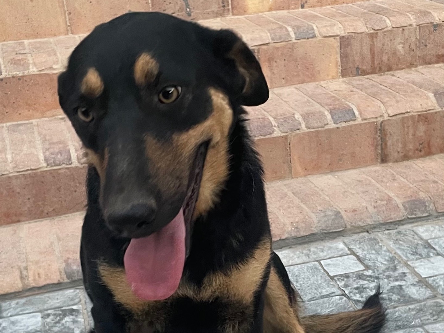 Vuoi adottare un cane a Vicenza?