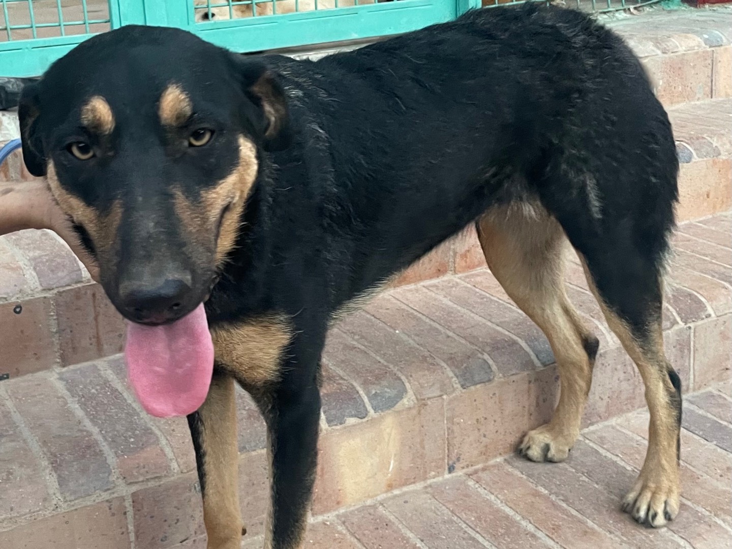 Adotta il cane Anubis a Vicenza