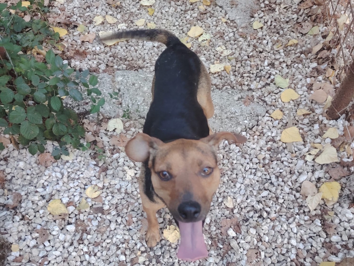 Vuoi adottare un cane a Frosinone?