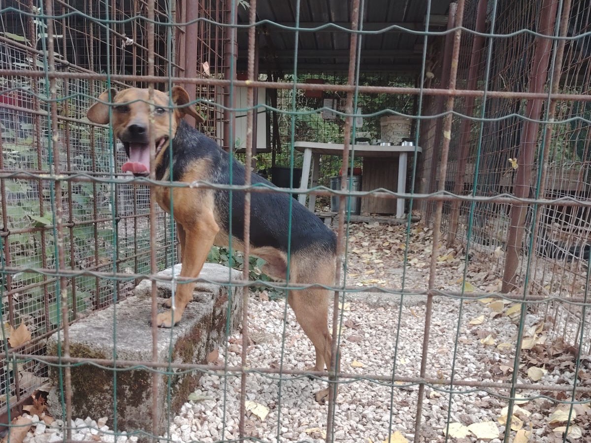 Adotta il cane Carletto  a Frosinone