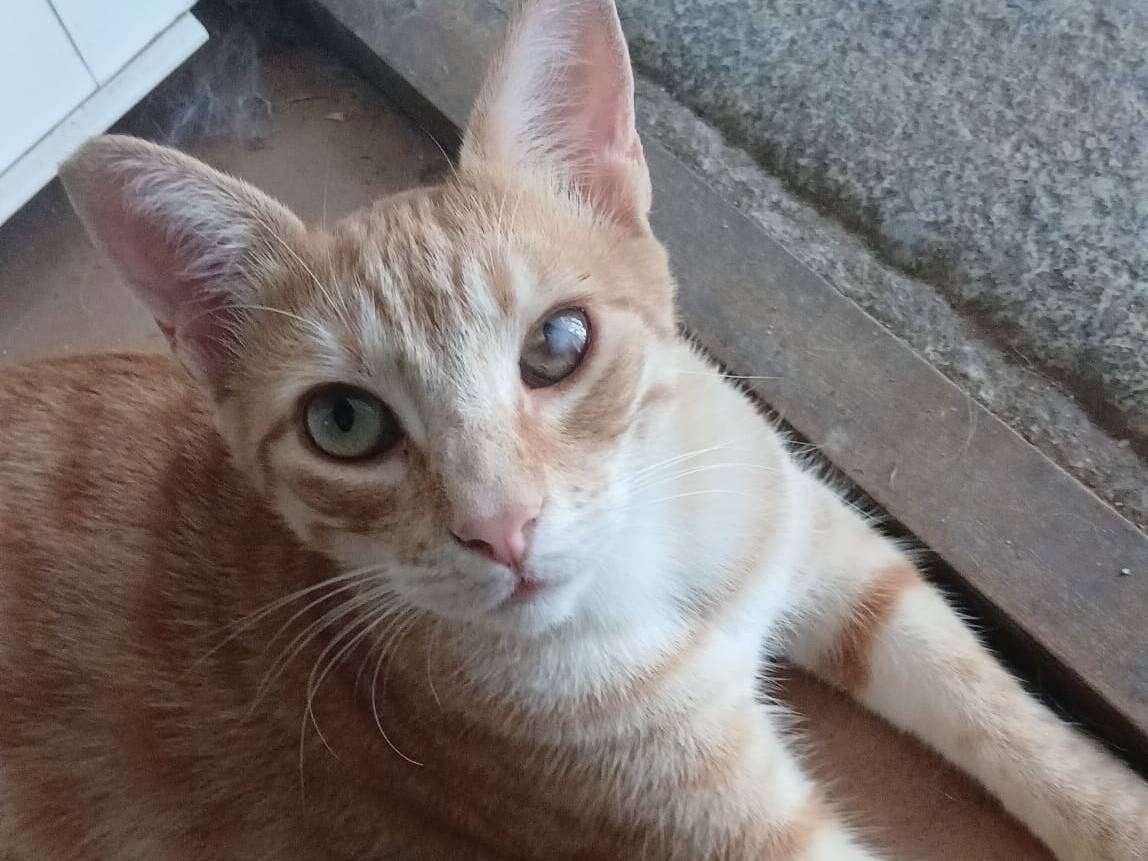 Adozione gatto, femmina, Razza sconosciuta Razza sconosciuta, 11 mesi, taglia non valida, Livorno