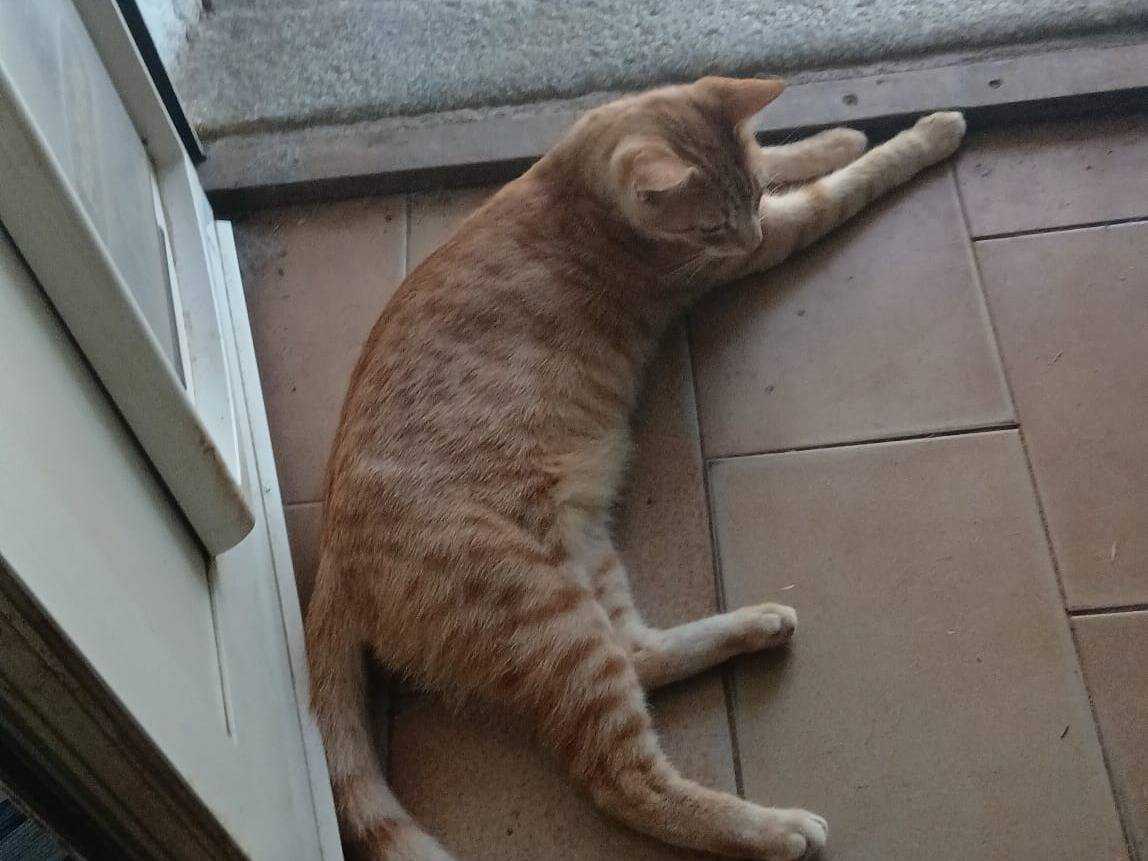 Adotta un gatto, femmina, 11 mesi, Livorno