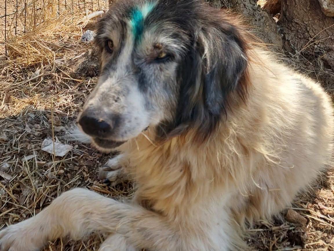 Foto 2 dell'animale
