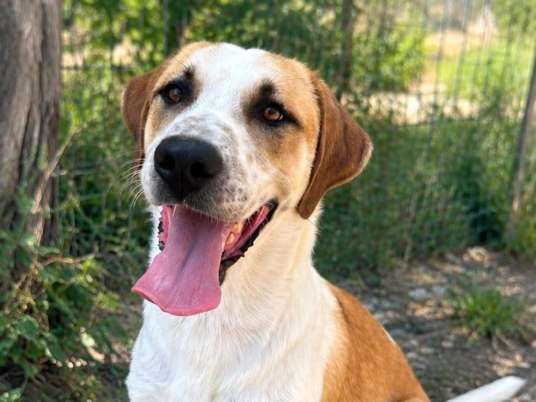 Adozione cane, maschio, Razza sconosciuta Razza sconosciuta, 10 mesi, taglia grande, Torino