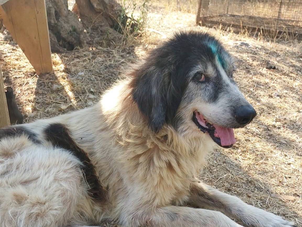 Vuoi adottare un cane a Bari?