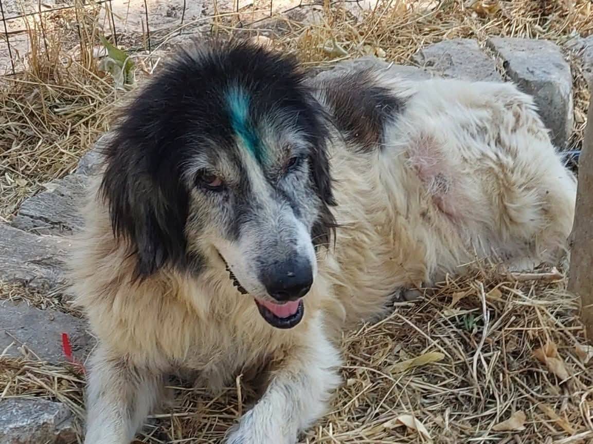Adotta il cane Jack Pot a Bari
