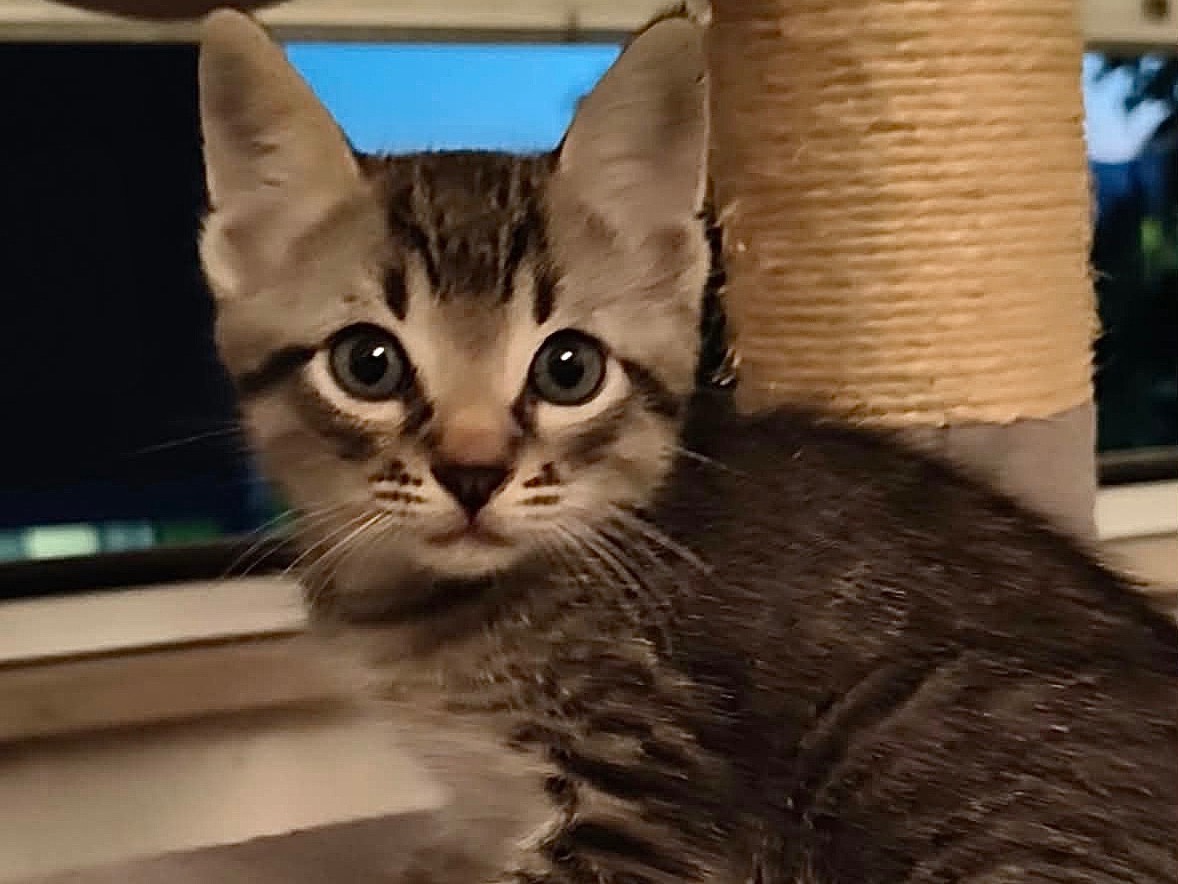Adotta un gatto, maschio, 2 mesi, Latina