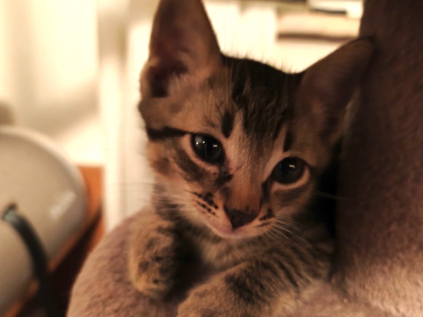 Adotta un gatto, taglia non valida, maschio, Latina