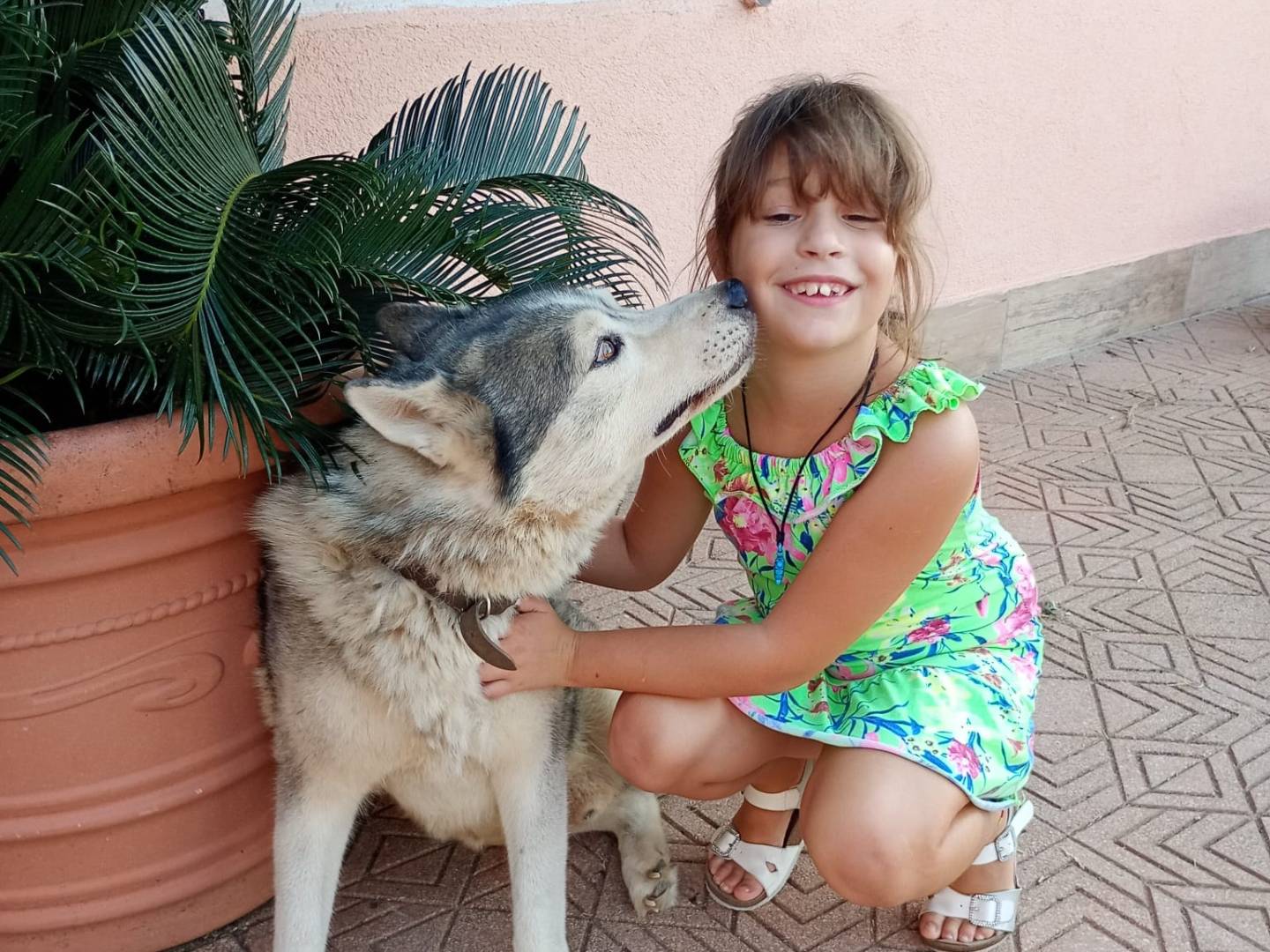 Adozione cane, maschio, Siberian Husky Razza sconosciuta, 7 anni e 10 mesi, taglia media, Latina