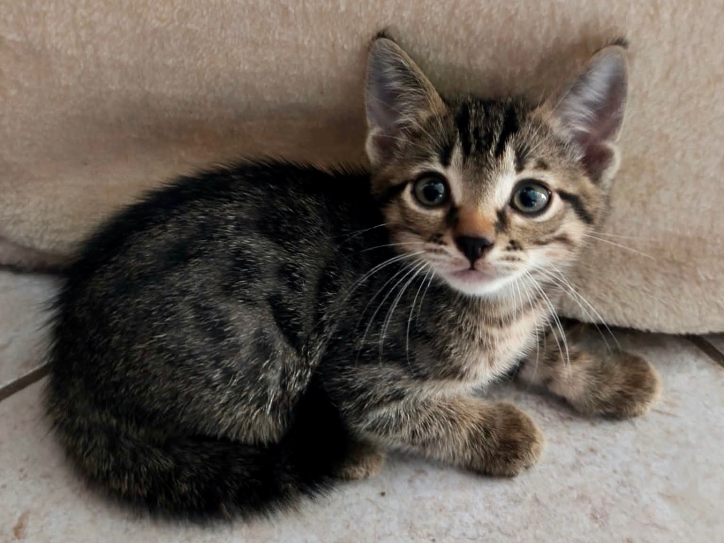 Vuoi adottare un gatto a Latina?