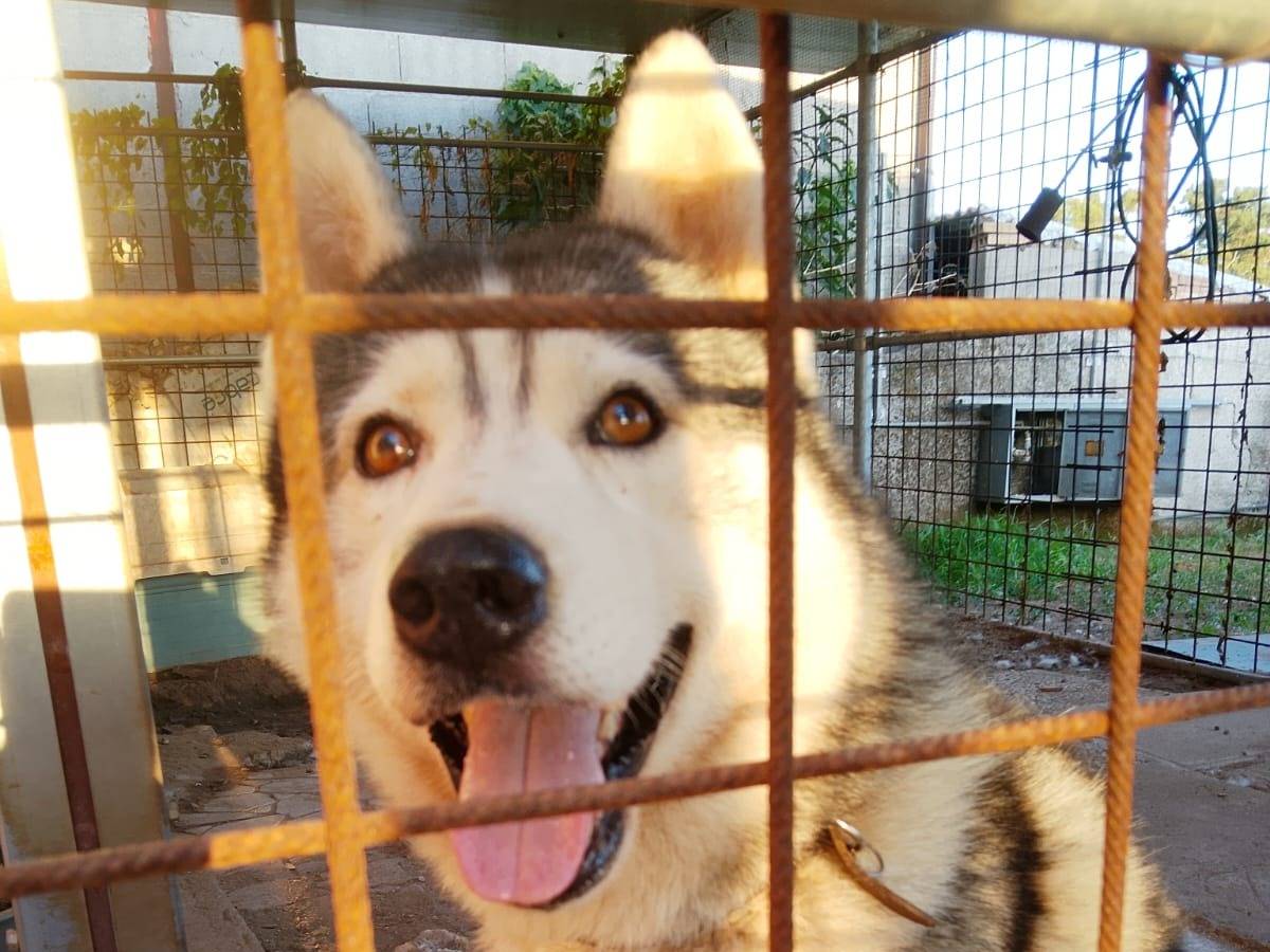 Adotta un cane, maschio, 7 anni e 10 mesi, Latina