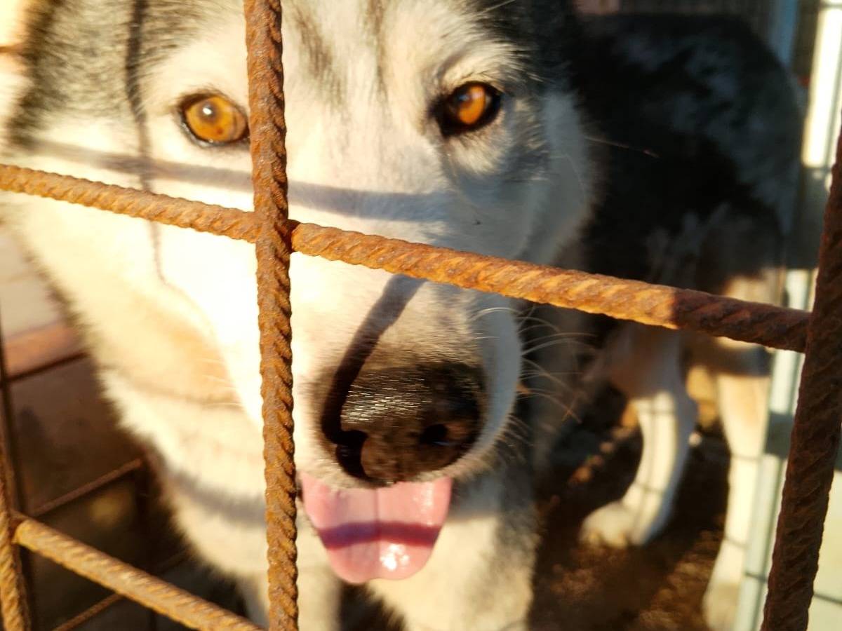 Adotta un cane, taglia media, maschio, Latina
